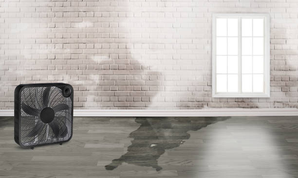 Best Water damage restoration specialists  in Duquesne, MO